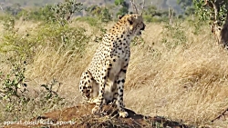 نبرد حیوانات وحشی طبیعت حیوانا...