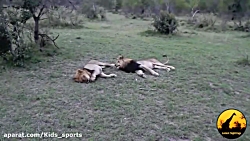 برترین لحظه های حیوانات حیات و...