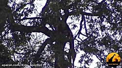 برترین لحظه های حیوانات حیات و...