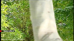 ترانه دلنشین &quot; پدر &quot;...