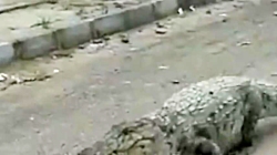 ورود تمساح به یکی از روستاهای...