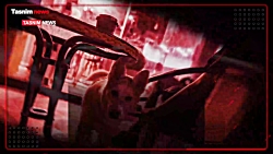 چالش نگهداری حیوانات خانگی در...