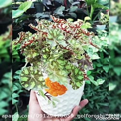 ارسال گل بگونیا09129410059 تهران