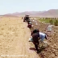 تولید و عرضه پیاز زعفران جواد صفری بایگی در تربت حیدریه