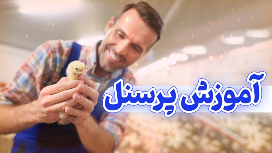 آموزش پرسنل و کارگران مرغداری گوشتی دکتر محمد مهدی عبدالهی (دامپزشک)