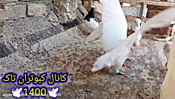 نمایشی از کبوترای طوقی