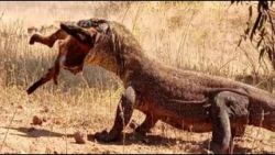 اژدهای کومودو در حال شکار حیوا...