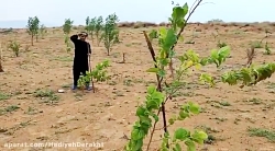 باغ درخت شناسی تنگستان  ۸ مرداد ١٤٠١