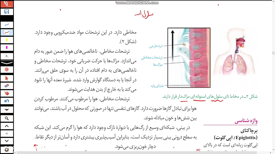 فصل تنفس ( مخاط نای)