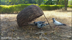 چگونه کبوتر به سادگی به تله می...