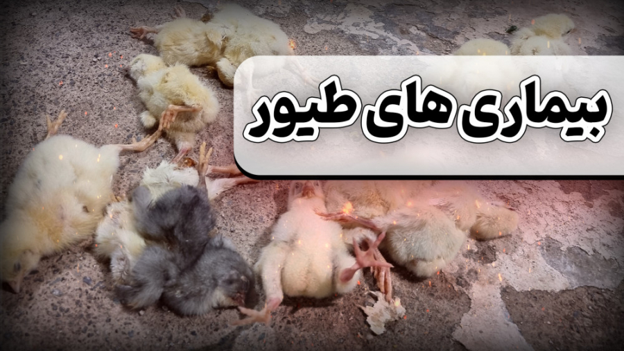 بیماری های مهم صنعت پرورش مرغ گوشتی دکتر محمد مهدی عبدالهی (دامپزشک)