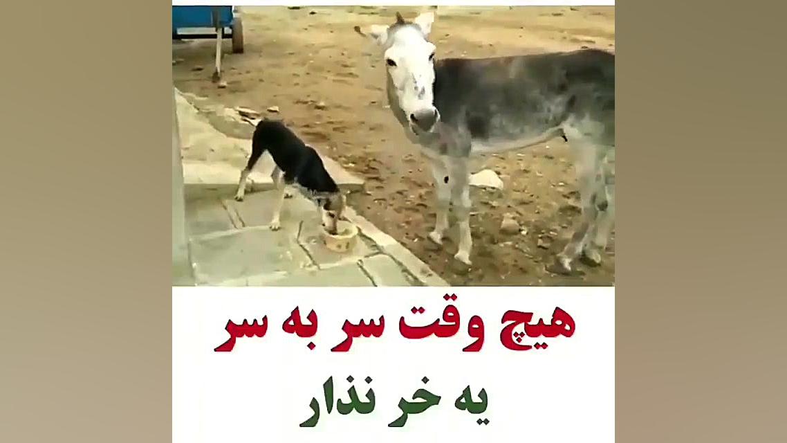 خروسگ پاکسازی پوست