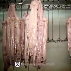 وقتی با روده گوسفند نخ بخیه درست می کنند! وقتی با روده گوسفند نخ بخیه درست می کنند!