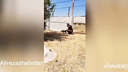 ورود تنها توله یوز «ایر...