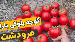 چه بذر گوجه ای مناسب شماله؟
