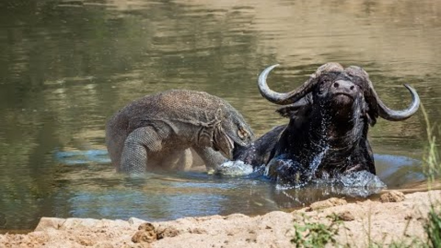 حیات وحش، شکارچی به جا مانده ا...