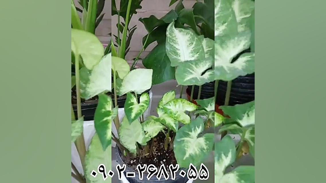 معرفی بهترین خاک برای گلدان گیاهان آپارتمانی ارکیده بنفشه آفریقایی بونسای زمان26ثانیه