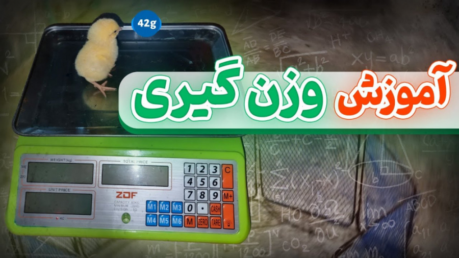 روش صحیح وزن گیری یا توزین از مرغ گوشتی دکتر محمد مهدی عبدالهی (دامپزشک)