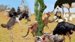 حیات وحش، حمله یوزپلنگ به شتر...