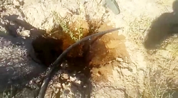 رویشگاه بیشه ( روستای سید آباد ) مورخ 24 مرداد 1401