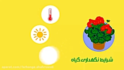 شرایط نگهداری گیاهان آپارتمانی