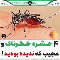 4 حشره خطرناک و عجیب که ندیده بودین لطفا کانال منو دنبال کنید 4 حشره خطرناک و عجیب که ندیده بودین لطفا کانال منو دنبال کنید