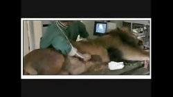 مرگ شیر نر توسط شیر کوهی !