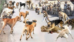 حیوانات وحشی حیات وحش  نبرد دی...