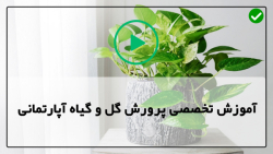 آموزش پرورش و نگهداری گیاهان-گیاهان زینتی-نحوه قلمه زدن کاکتوس