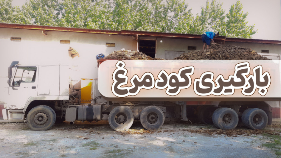 نحوه بارگیری کود مرغ از سالن مرغداری دکتر محمد مهدی عبدالهی (دامپزشک)