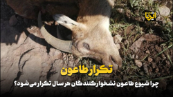 چرا شیوع طاعون نشخوار کنندگان هر سال تکرار می شود؟