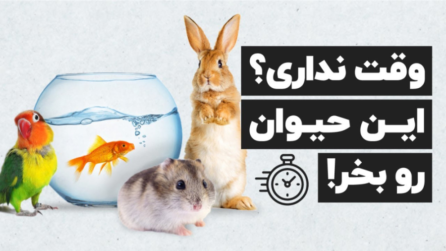 معرفی 12 حیوان خانگی بی دردسر برای نگهداری زمان403ثانیه