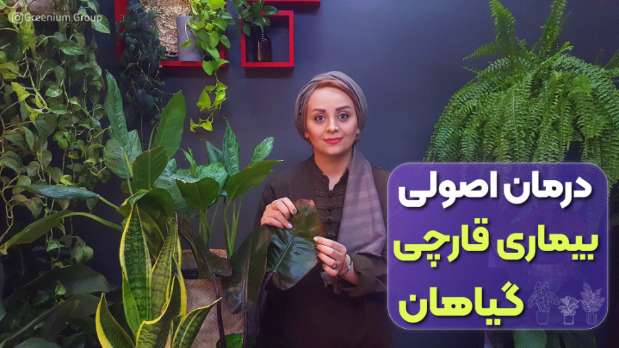 درمان اصولی بیماری قارچی گیاهان خانگی / آپارتمانی ؛ لکه های روی برگ دستگاه فلوئورسنس تایم-لپس