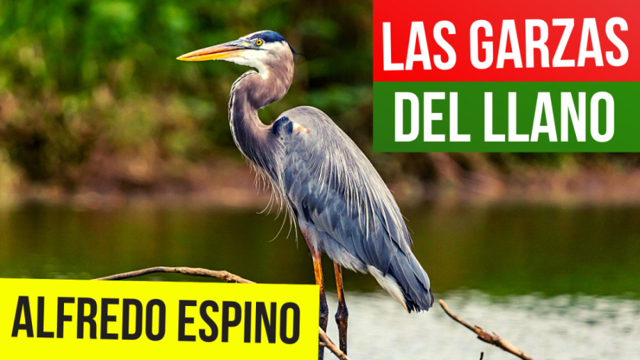 LAS GARZAS DEL LLANO ALFREDO ESPINO  | Jícaras Tristes Pájaros de Leyenda ️ زمان268ثانیه