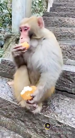 میمونی که هرچیزی که بهش بدیم میخوره