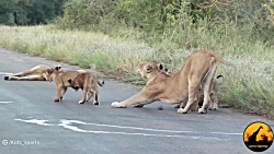 نبرد حیوانات برترین لحظه های ح...