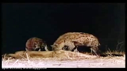 شیر غذای کفتار شد !!