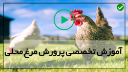 آموزش پرورش مرغ محلی-پرورش جوجه محلی-زمان مناسب برای بردن جوجه به قفس