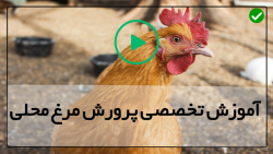 شیوه پرورش مرغ های گوشتی