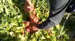 بذر گوجه فرنگی پارس F1