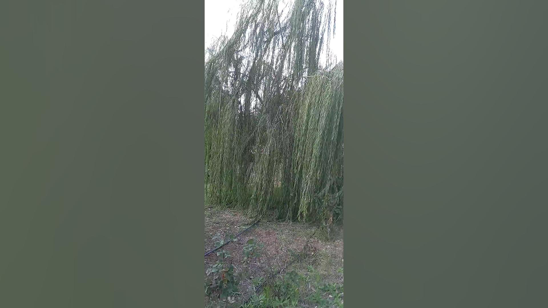 نهال بید مجنون گلدانی در نهالستان و گلخانه فروزانی زمان35ثانیه