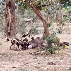 زنده خوردن حیوانات وحشی (حاوی...