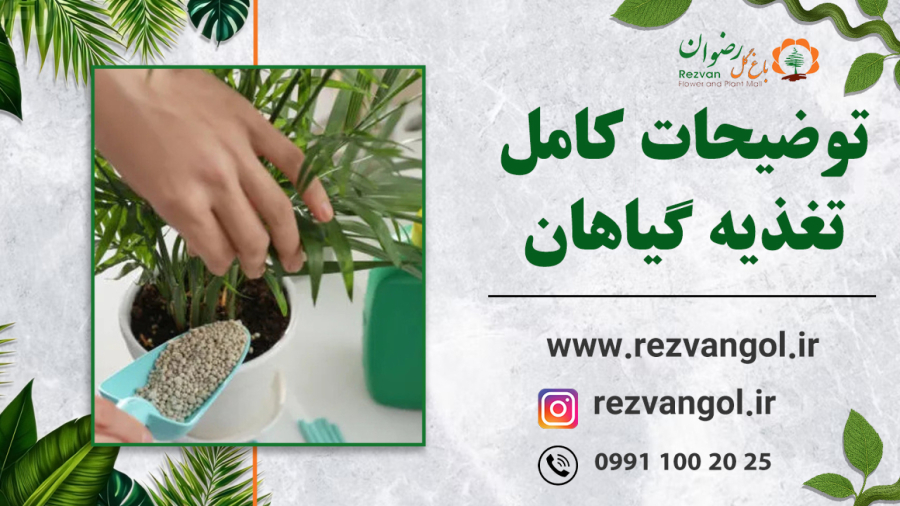توضیحات کامل تغذیه گیاهان