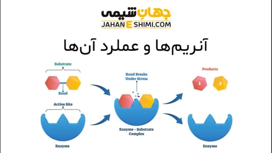 آموزش کامل آنزیم ها و عملکرد آن ها به زبان ساده ایم‌دولیموماب