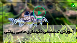 آموزش پرورش ماهی-تکثیر ماهی زینتی-آموزش پرورش پرورش گربه ماهی (پارت دو)