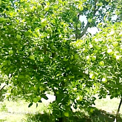 سیب گلدان دلیشز(زرد ماتیکی)