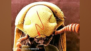 دستگاه گوارش جانداران ... درمان سلولیت