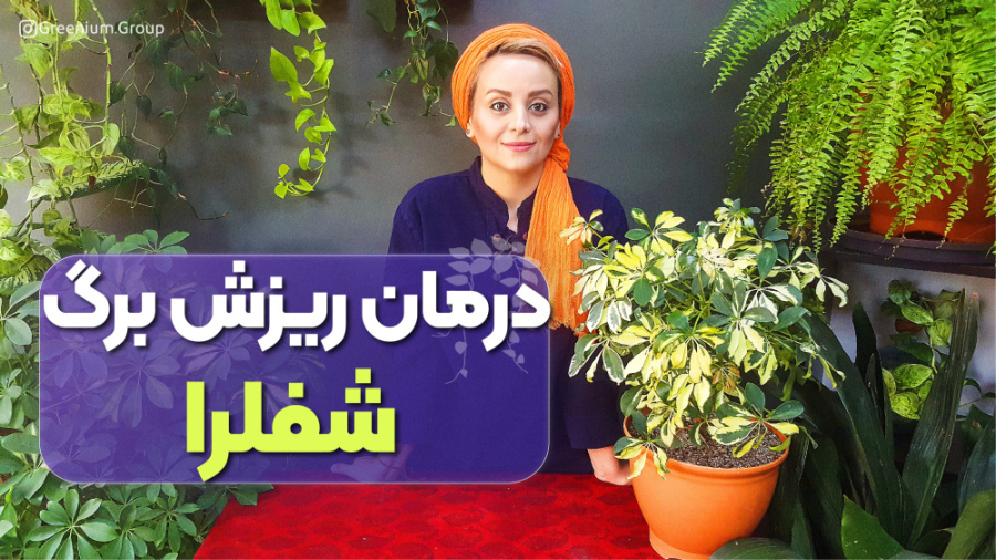درمان شفلرای قارچی شده (بیماری قارچی گیاهان، ریزش برگ شفلرا) هموکروماتوز