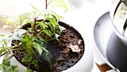 روش نگهداری من از ۲۰ تا گیاه آپارتمانی که دارم | taking care of houseplants| Dib