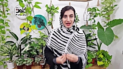 چرا و چطور باید برگ گل و گیاه تمیز کنم؟